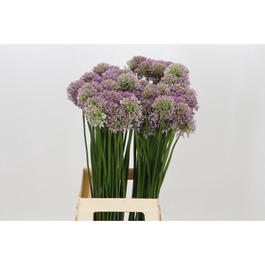 Allium Senescens