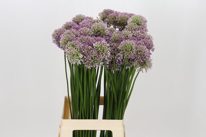 <h4>Allium Senescens</h4>