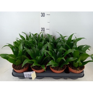 Dracaena frag. 'Compacta'