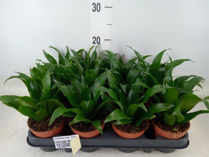 <h4>Dracaena frag. 'Compacta'</h4>