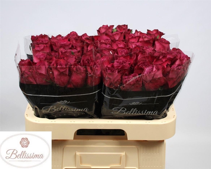 <h4>Rosa a grande fleur Inevitable</h4>