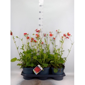 Geum chiloense 'Mrs Bradshaw'