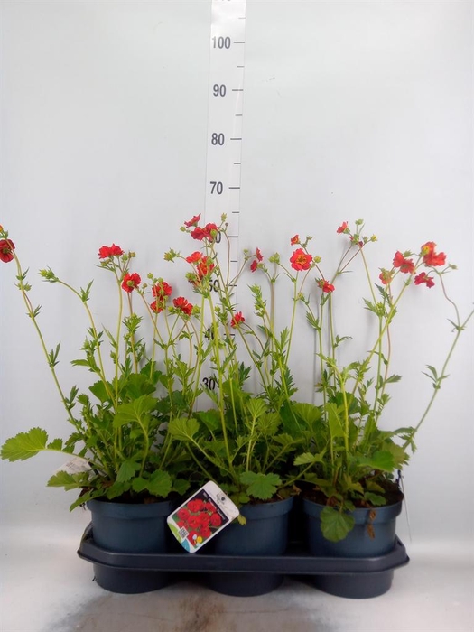 <h4>Geum chiloense 'Mrs Bradshaw'</h4>
