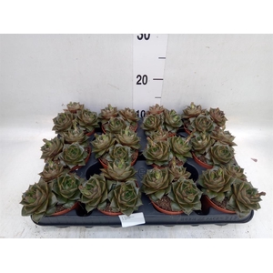 Echeveria purpusorum