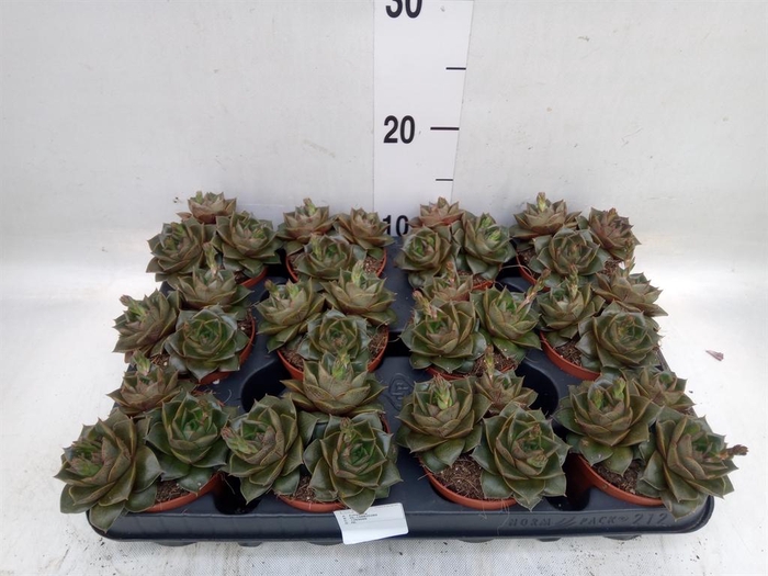 <h4>Echeveria purpusorum</h4>
