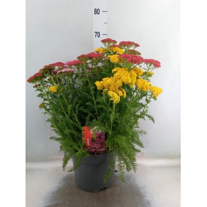 Achillea millef.