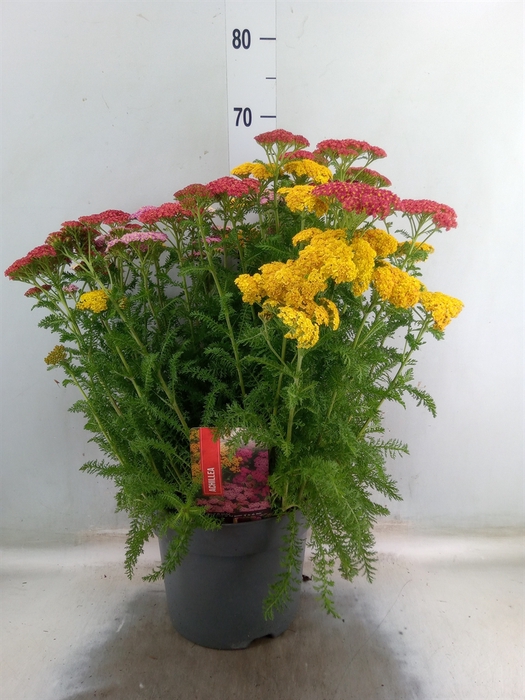 <h4>Achillea millef.</h4>