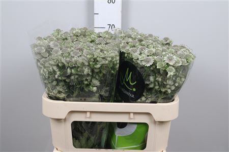 <h4>Astrantia major 'Billion Stars XL'</h4>