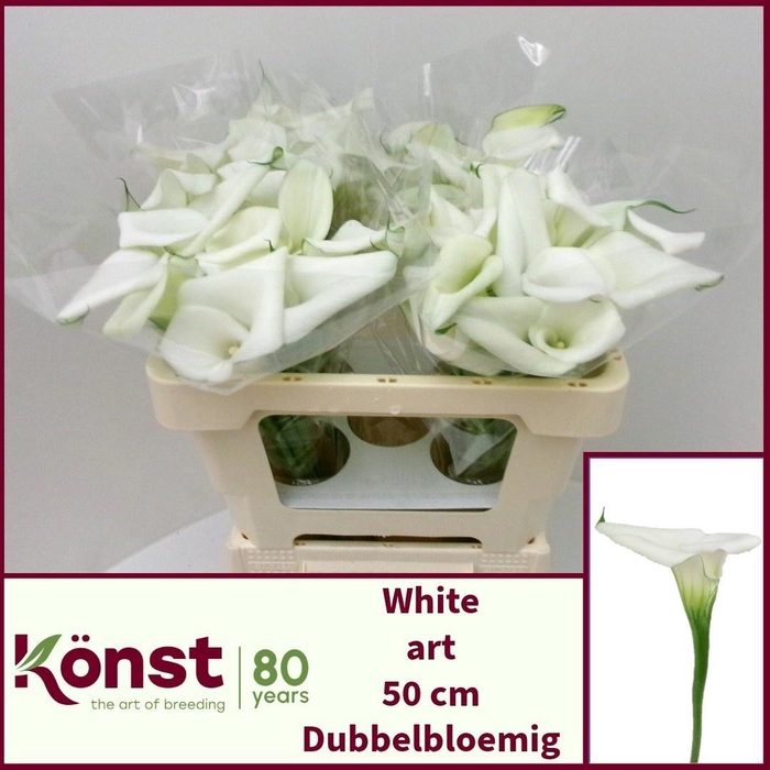 <h4>ZANT WHITE ART</h4>