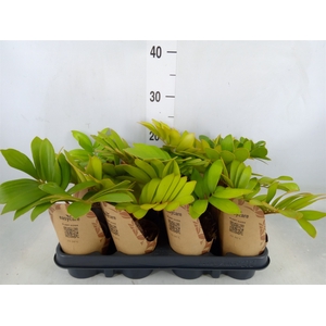Zamia
