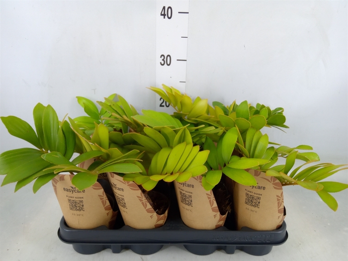 <h4>Zamia</h4>
