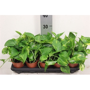 Epipr Aureum