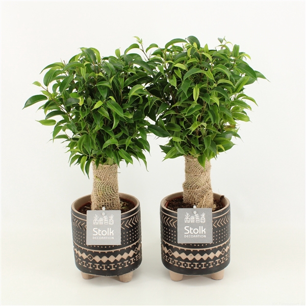 <h4>Ficus Benjamina Natasja in Maya keramiek</h4>