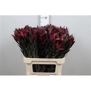 Leucadendron Saf Sunset Dark R.