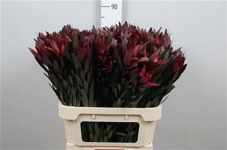 <h4>Leucadendron Saf Sunset Dark R.</h4>