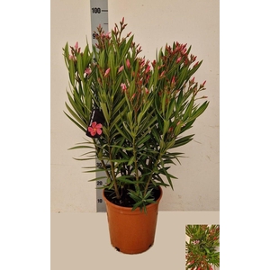 NERI OLEANDER