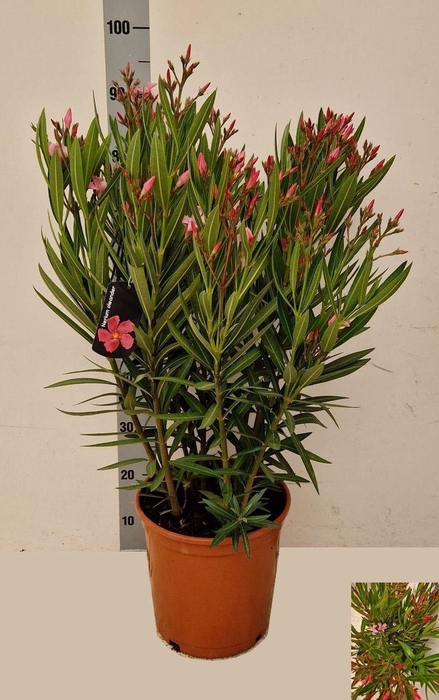 <h4>NERI OLEANDER</h4>