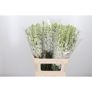 Delphinium Be Fount Wit