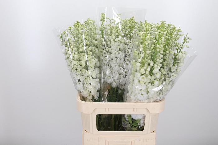 <h4>Delphinium Be Fount Wit</h4>