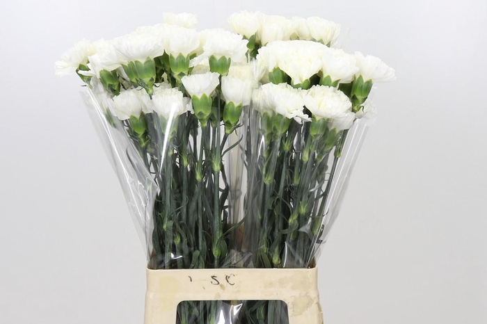 <h4>Dianthus St Moonlight</h4>
