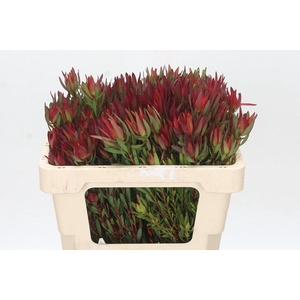 Leucadendron Blush Spray