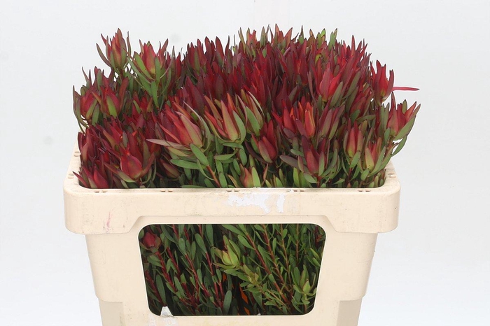 <h4>Leucadendron Blush Spray</h4>