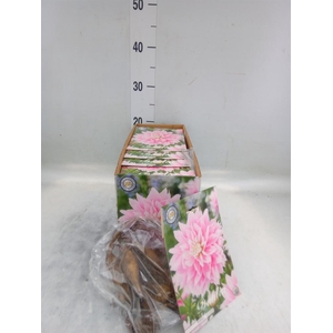 Dahlia   ...flowerbulbs