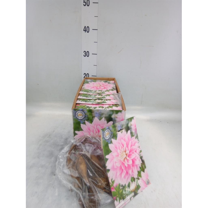 <h4>Dahlia   ...flowerbulbs</h4>