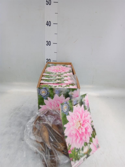 <h4>Dahlia   ...flowerbulbs</h4>