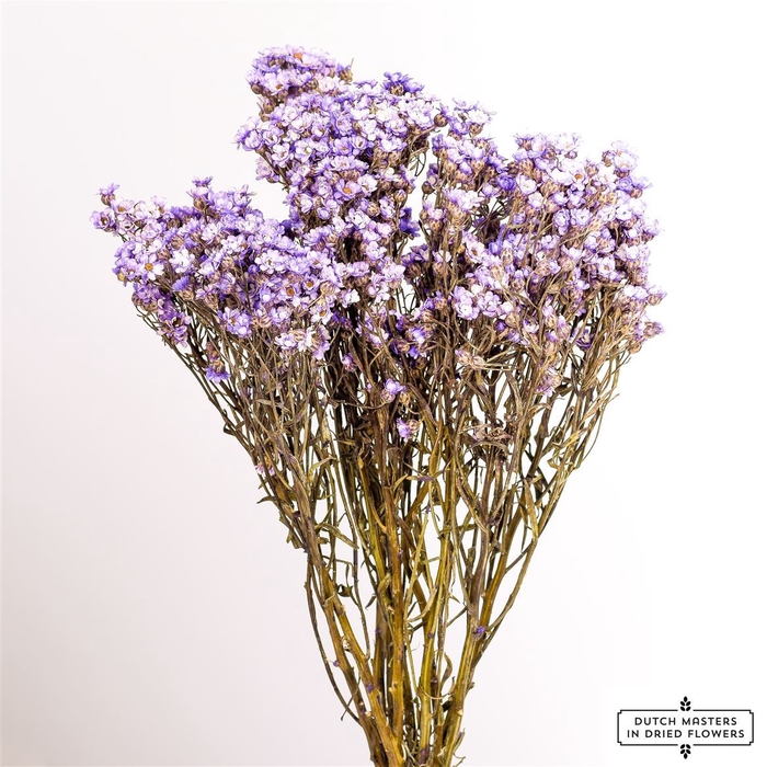 Dried Ixodia Milka 40cm Bunch Slv