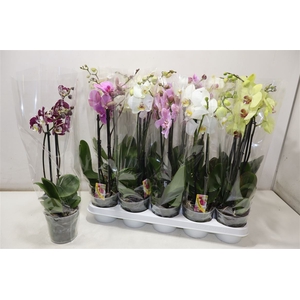 Phal Gem