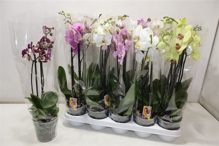 <h4>Phal Gem</h4>