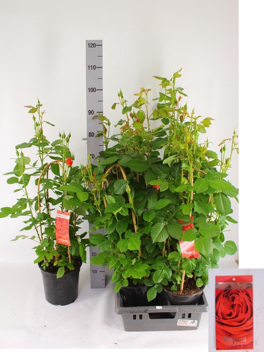 <h4>ROSA FL TROP SELECT</h4>