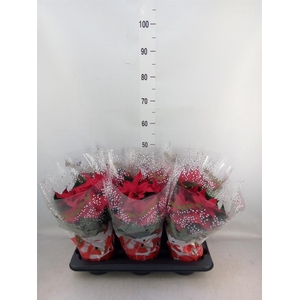 Euphorbia pulc. 'Christ Feel'