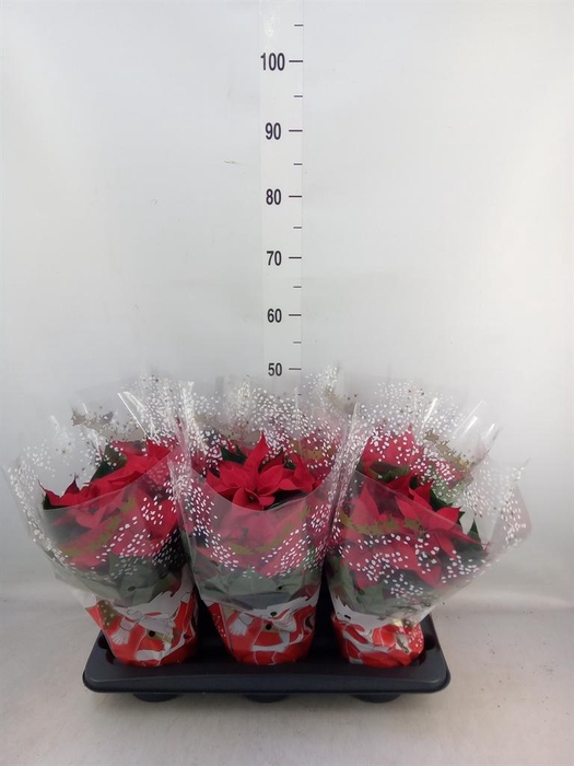 <h4>Euphorbia pulc. 'Christ Feel'</h4>