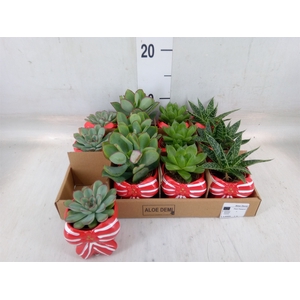 Succulents   ...