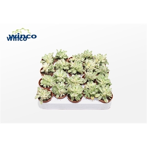 Aeonium Variagata