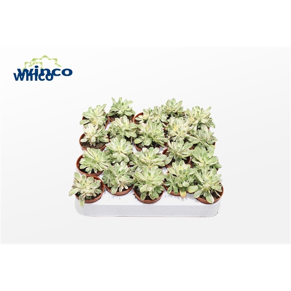<h4>Aeonium Variagata</h4>