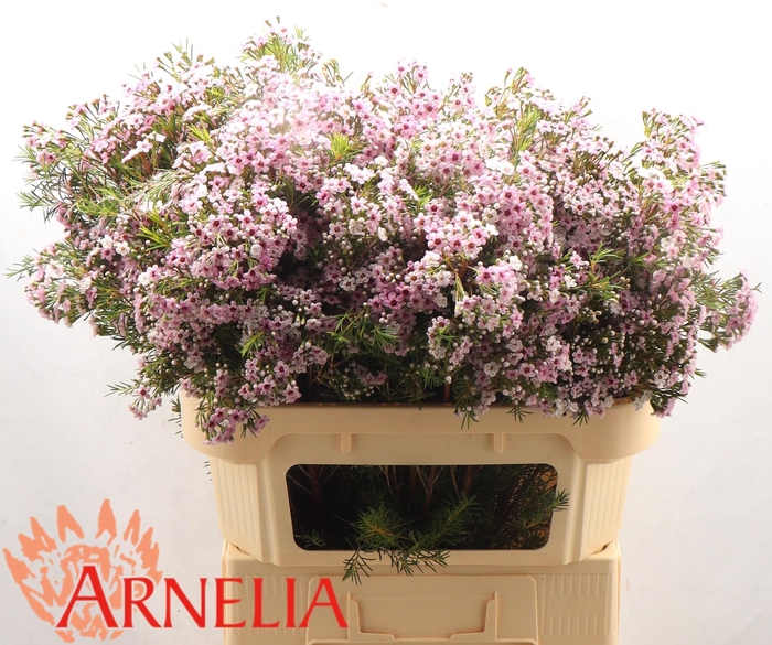 <h4>CHAME UNCINATUM OV</h4>