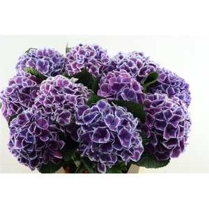Hydr M Linn Blue 80-22
