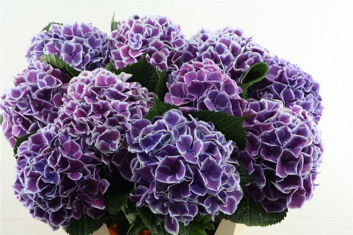 <h4>Hydr M Linn Blue 80-22</h4>
