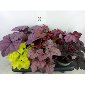 Heuchera  'Indian Summer'   ...mix