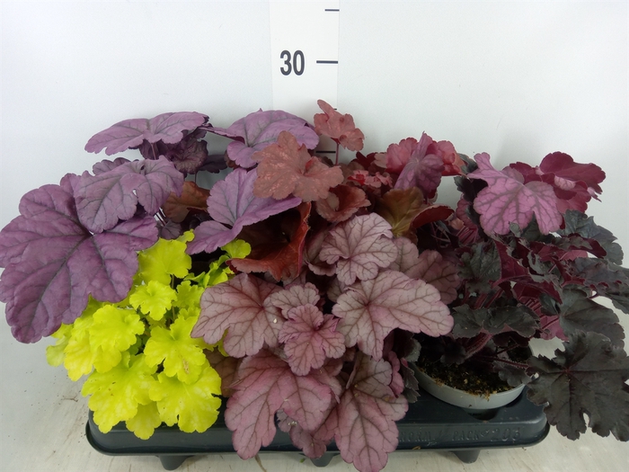 <h4>Heuchera  'Indian Summer'   ...mix</h4>