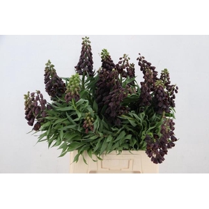 FRIT PERSICA ARTISTIC