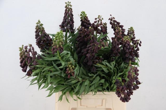 <h4>FRIT PERSICA ARTISTIC</h4>