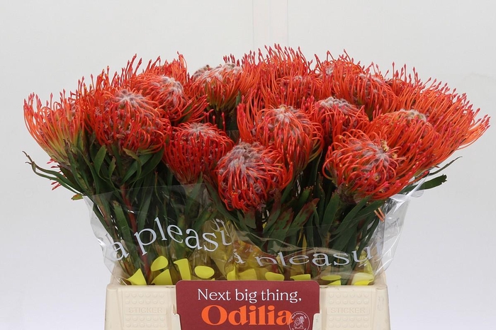 <h4>Nutans Tango</h4>