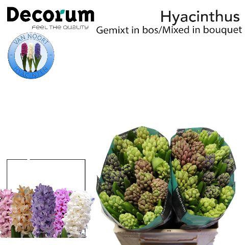 <h4>Hyac Gem 5 Kleuren 2x25</h4>