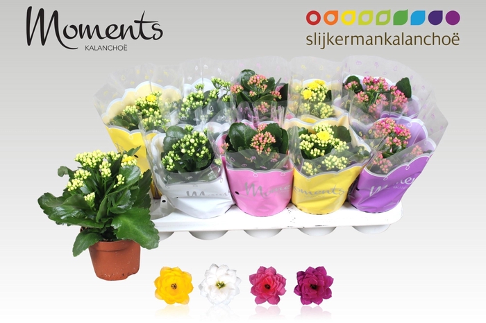 <h4>KAL GE GEM 4 KL</h4>