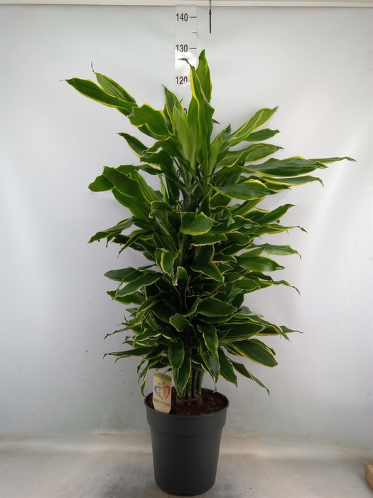 <h4>Dracaena frag. 'Golden Coast'</h4>