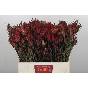 Leucadendron Fireglow Spray